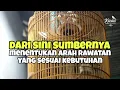 Lagu Dari pemahaman sederhana inilah kita menentukan arah rawatan yang pas untuk murai batu 