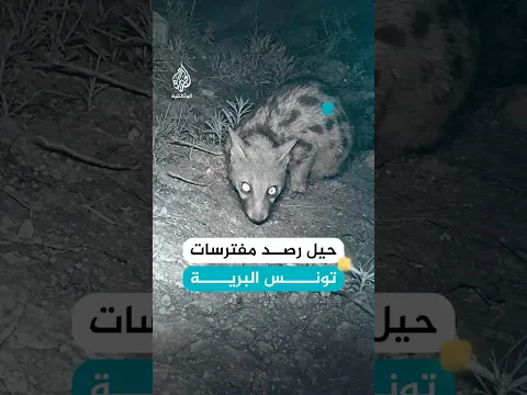 كيف يستدرج الباحثون المفترسات في براري تونس؟