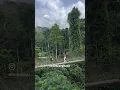 Download Lagu This is the Kakum Canopy Walk Experience 🇬🇭🌍 #travel #africa #diaspora #ghana #mrnoisty #accra