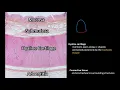 Histology Trachea