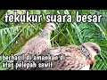 tekukur gacor suara besar penguasa kebun sawit berhasil di bawa pulang