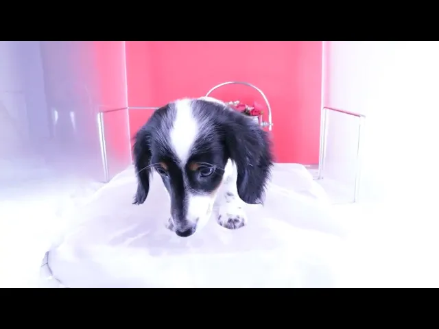 動画