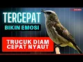 Download Lagu TRUCUKAN TARUNG ROPEL PANJANG | Pancingan Trucukan agar bunyi jadikan Burung Trucuk Gacor EMOSI MP3