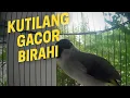 Download Lagu Kutilang Birahi!! Suara Pikat Ampuh Bikin Burung Liar Turun