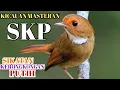 Download Lagu KICAUAN BURUNG SKP || SIKATAN KERONGKONGAN PUTIH TAK DI RAGUKAN LAGI SUARANYA BUAT MASTERAN#Skp