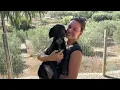 Download Lagu Chelsea is geadopteerd door een geweldige dame! - Takis Shelter
