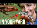 These Lizards Are Living In YOUR Backyard