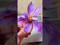 Lagu Planting Saffron to Harvest #saffron #crocus #gardening
