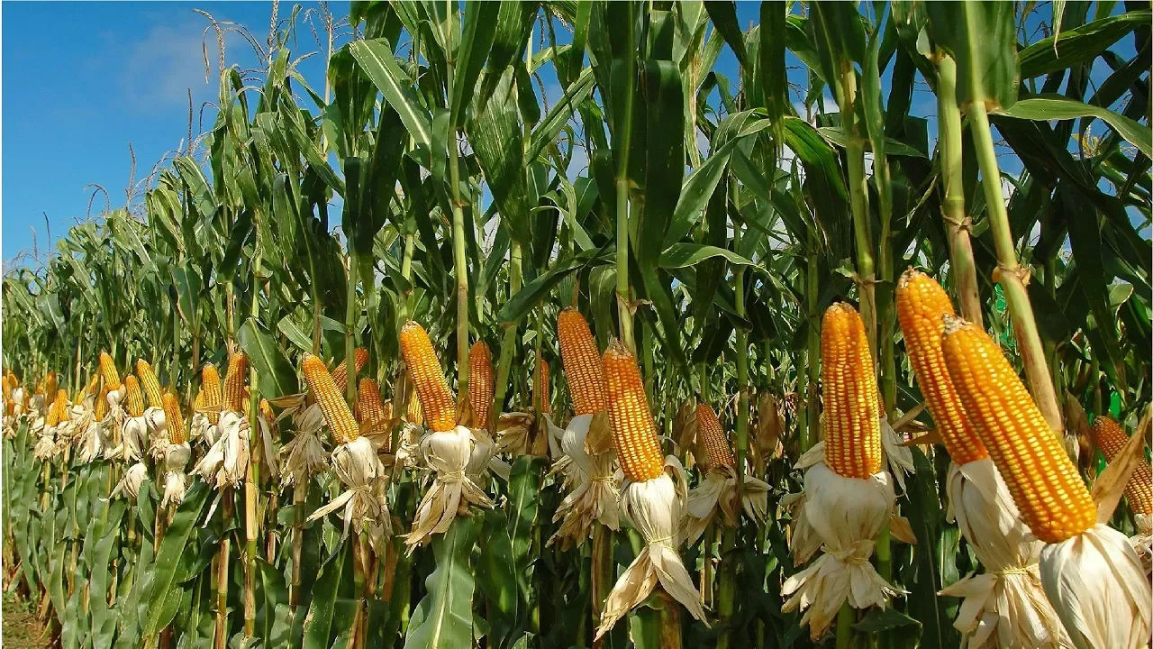 Outline Video Amazing Agriculture Farm Tecnology - Life cycle of sweet corn Harvest and Processing