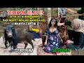 Download Lagu 🔴 VIRAL !! WAJAH BABI NGEPET PEREMPUAN SETELAH MENJADI MANUSIA ASLI ( WANITA CANTIK )