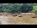 Download Lagu Kham lah herd walks back their home.