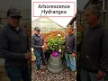 Arborescens hydrangea