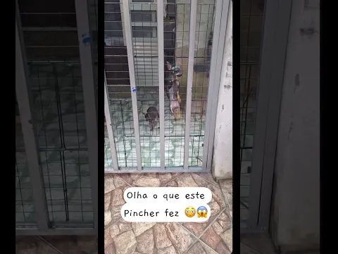 Olha o que este pincher fez #dog #petsfofinhos #pets #cachorro