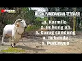 Lagu Musik Pamidangan terbaru Full Album spesial buat pecinta Domba Garut🐏