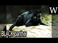 BLACK panther - WikiVidi Documentary