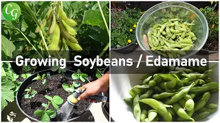 Download Cultivate Your Own Edamame: A Guide to Growing and Enjoying Soybeans! MP3