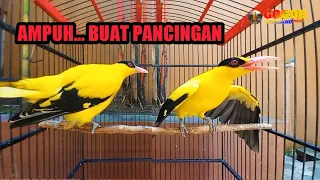 jebolkan birahi biar kepodang gacor pancingan kepodang malas dan podang macet bunyi nyaut seketika