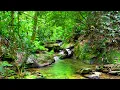 Download Lagu Peaceful Morning in the Forest, Birds Chirping \u0026 Stream Flow for Relaxation, Relaxing Nature Sounds