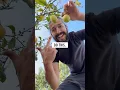 Download Lagu How to grow a lemon tree with a lemon from the supermarket! creative explained