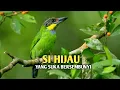 Download Lagu Mengenal 5 jenis burung takur yang sering terdengar suaranya saja