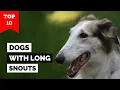 Top 10 Dog Breeds With Long Snouts