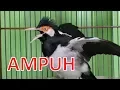 Download Lagu Sudah banyak JALAK SUREN yang ikutan GACOR dan NGEROL dengan Pikat Jalak ini