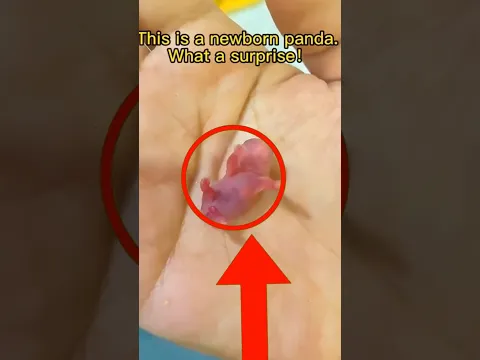 The Laziest Animal on Earth Doesn’t Even Know How to Mate!
