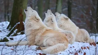 هل شاهدت الذئاب البيضاء وهيه تعوي HD 