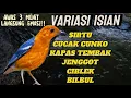 Download Lagu TERAPI ANIS MERAH SUSAH BUNYI ‼️ VARIASI LENGKAP + SUARA AIR BIKIN CEPAT GACOR