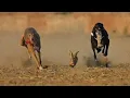 Download Lagu Vettai 🐶Dog vs Rabbit🐇🐇