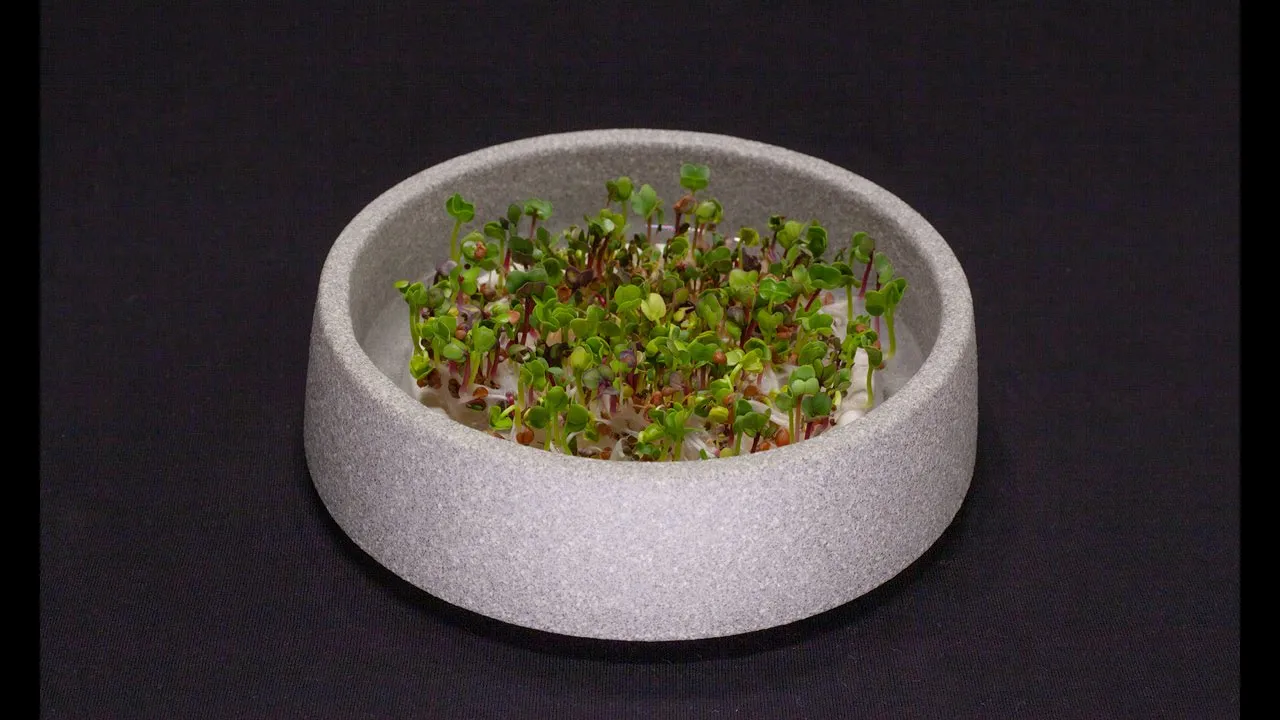 So einfach geht's. Microgreens pflanzen mit dem Mikrogarten im Video.
