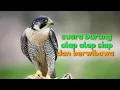 Download Lagu SUARA BURUNG ALAP ALAP !!!