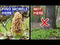 Good Morel Habitat Vs Bad Morel Habitat