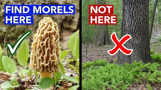 Good Morel Habitat Vs Bad Morel Habitat