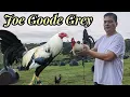 ILOILO Pure Joe Goode Grey - JUB FARM Big Farm in The Philippines