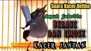 Download Suara kacer betina birahi untuk terapi kacer stres atau untuk pancingangan kacer jantan agar birahi MP3