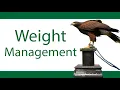 Weight Management of Birds of Prey Why do Falconers Weigh Hawks Falconry Basics