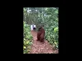 Tourists Come Across A 300 Pounds Adult Male Orangutan And He Peacefully Walks Away