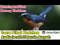 Download Lagu SUARA PIKAT - PANCINGAN SUARA PIKAT BURUNG TLEDEKAN SUARA JERNIH DIJAMIN PALING AMPUH