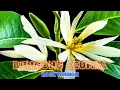 Download Lagu Bungong Jeumpa   Rock Version
