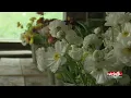 Love and flowers are blooming in Castlewood S D