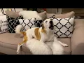 Australian Shepherd Great Pyrenees Mixed My dog sings
