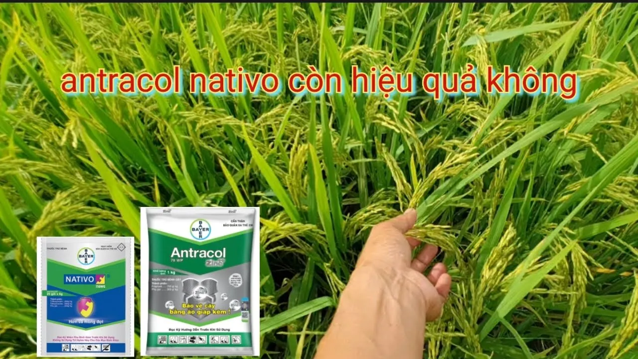 Hiệu quả của antracol|antracol và nativo xịt cử lẹt xẹt trổ đều còn hiệu quả không