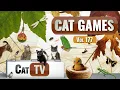 Download Lagu CAT Games | Ultieme Cat TV-compilatie Vol 177 | 8 UUR 🐝🐞🦋🦎🦜🐜🐭🧵