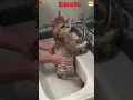 Download Lagu #funny #cat #funnycats #pets #cute #dogs #trending #chotebalwalibilly #cutecat #adoreble
