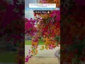 Download Lagu Bougainvillea Plant 🌸 | Colorful \u0026 Low Maintenance Garden Shrub | #shorts #youtubeshorts #plants