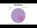 Nucleus and it s structures Nuclear pore Nuclear envelope Nucleolus Nucleoplasm Chromatin