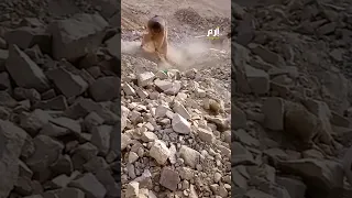 الذهب يلمع مجددا سودانيون يكتشفون منجم ذهب ويشعلون مواقع التواصل 