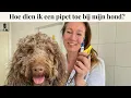 Lagu Hoe dien ik een pipet toe bij mijn hond? | Instructievideo