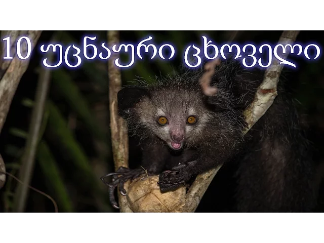 10 ყველაზე უცნაური ცხოველი